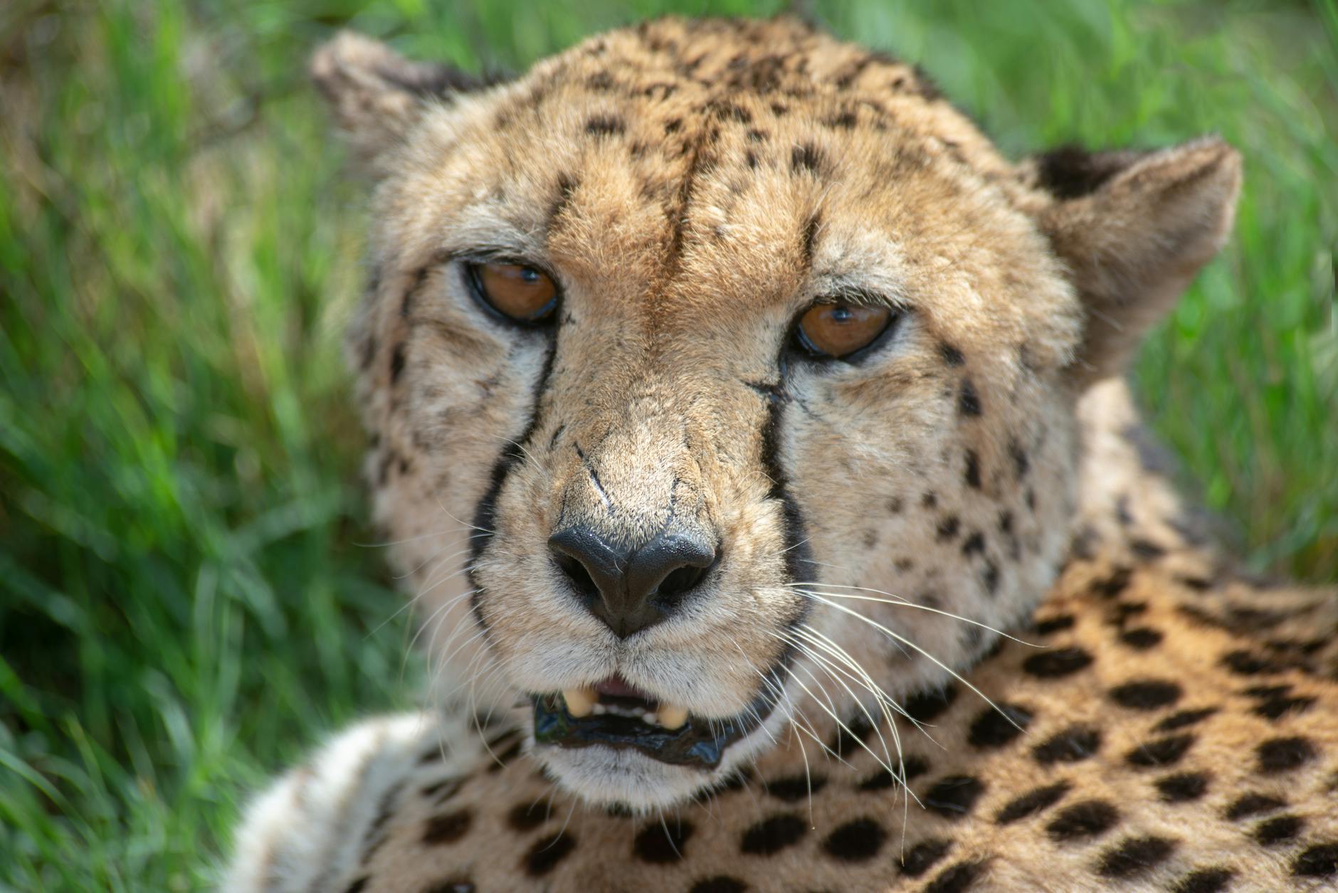 Cheetah guepardo Busch Gardens Tampa — Orlando Fast Pass