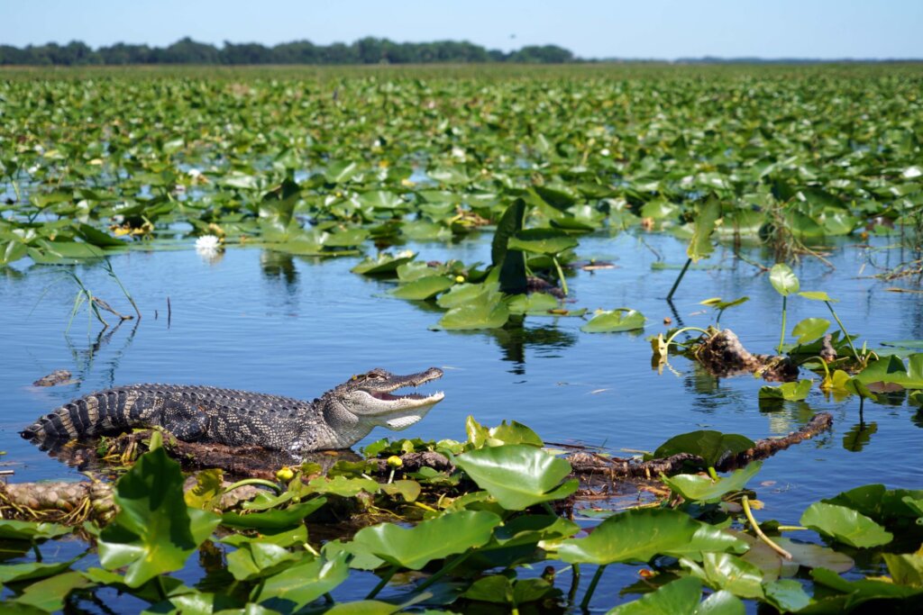 Everglades Orlando: Airboat, Jacarés e Aventura no Pântano 2026