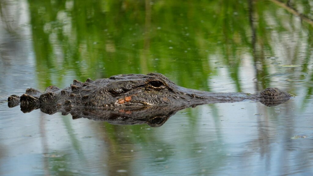 Everglades e Passeio de Airboat: Guia Completo