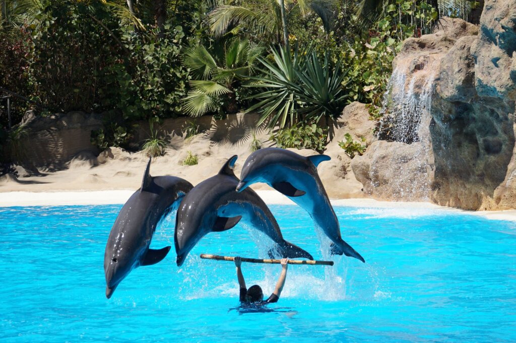 Discovery Cove Orlando: Guia Completo 2026