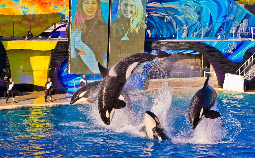 SeaWorld Orlando: Guia Completo do Parque 2026
