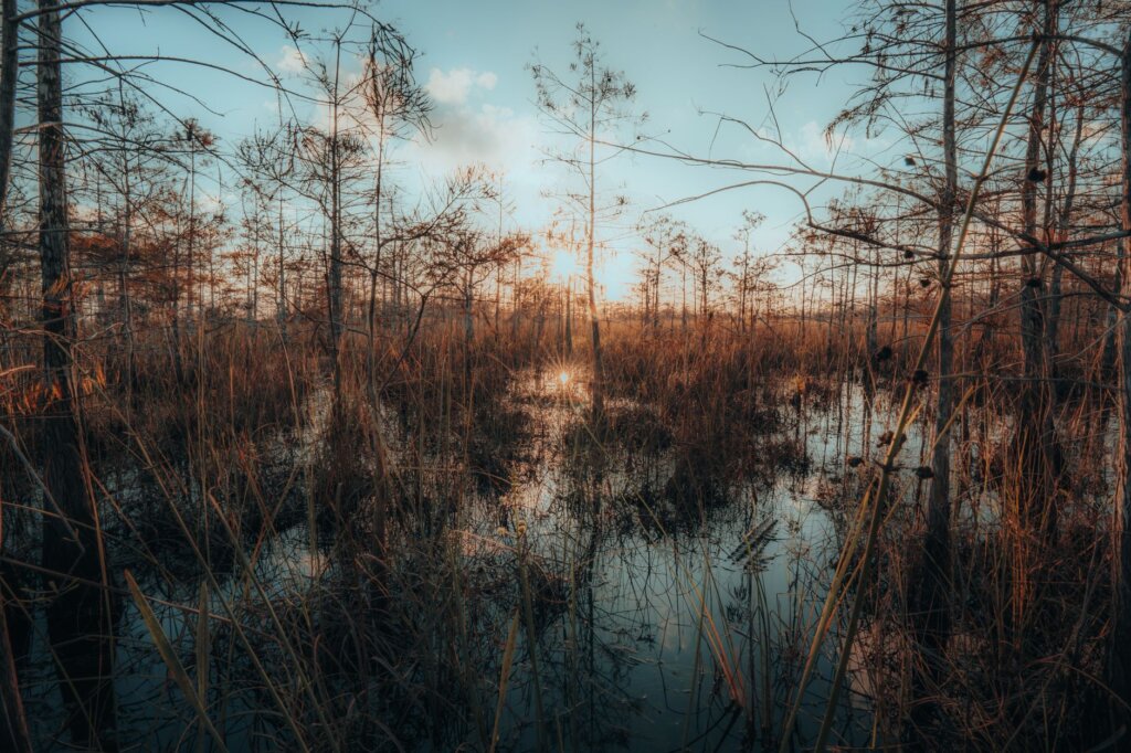 Everglades: Guia Completo do Airboat Tour 2026